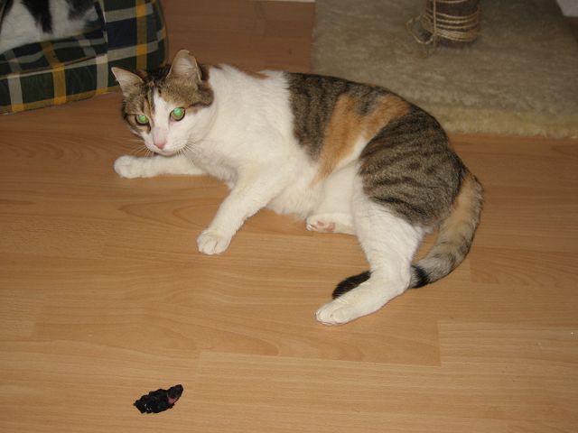 9qniq7a9.jpg