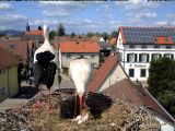 Bild