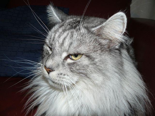 Katze Ginny