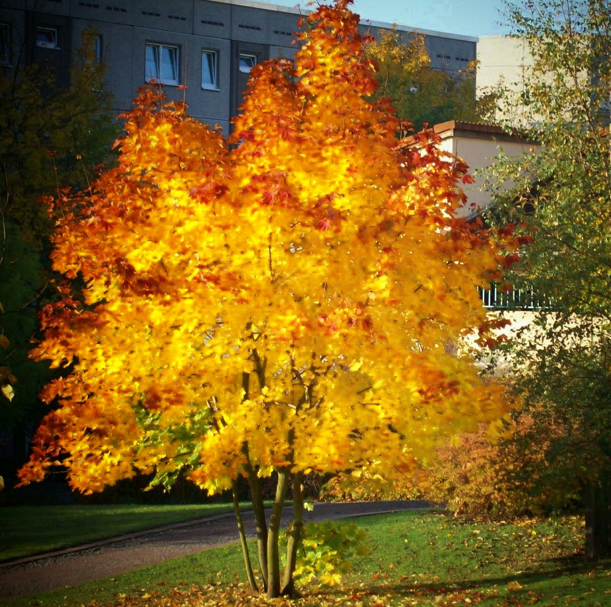 AHORN SCHÖNDORF
