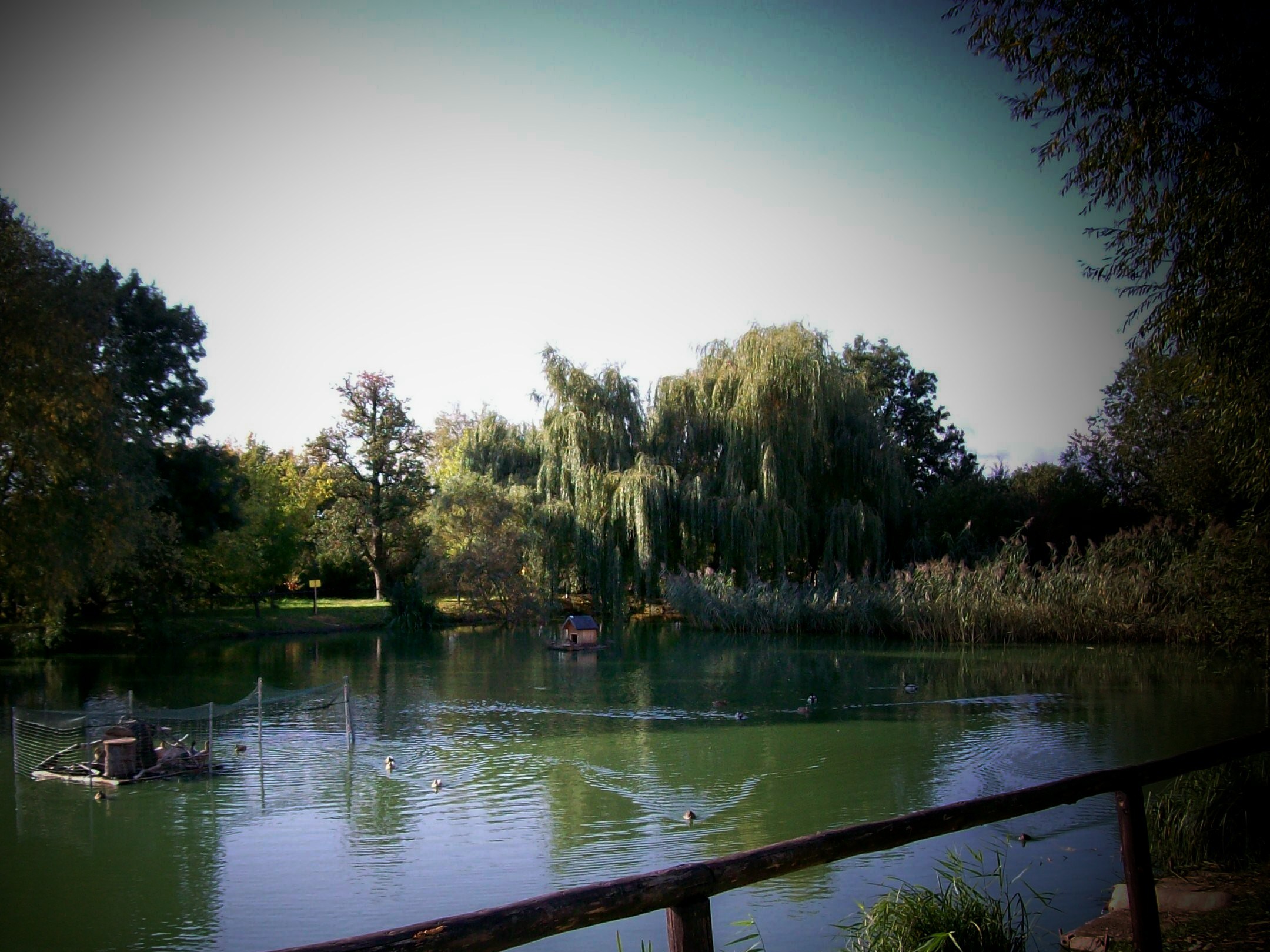TEICH ALTSCHÖNDORF 08