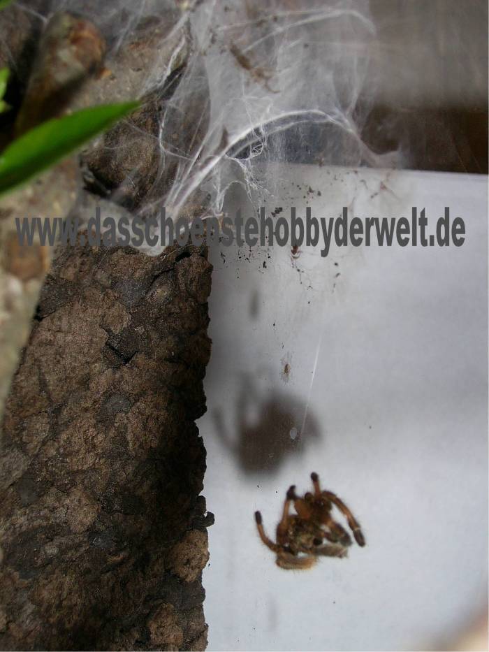Psalmopoeus reduncus Häutung