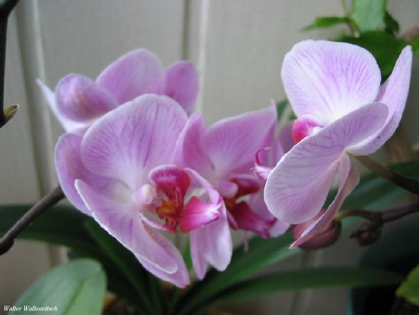 ( Orchideen )