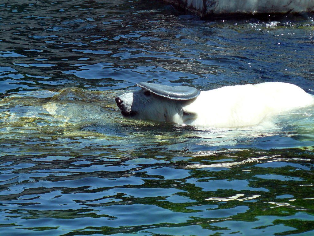 Eisbär Wilbär