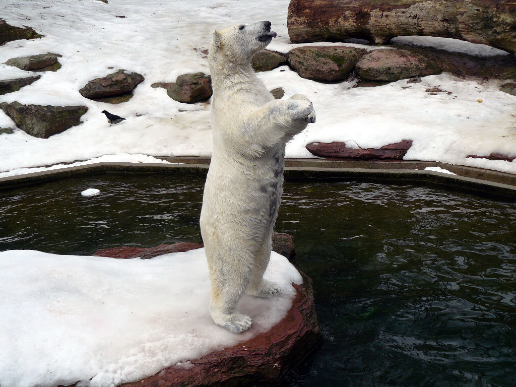 Eisbär Rasputin